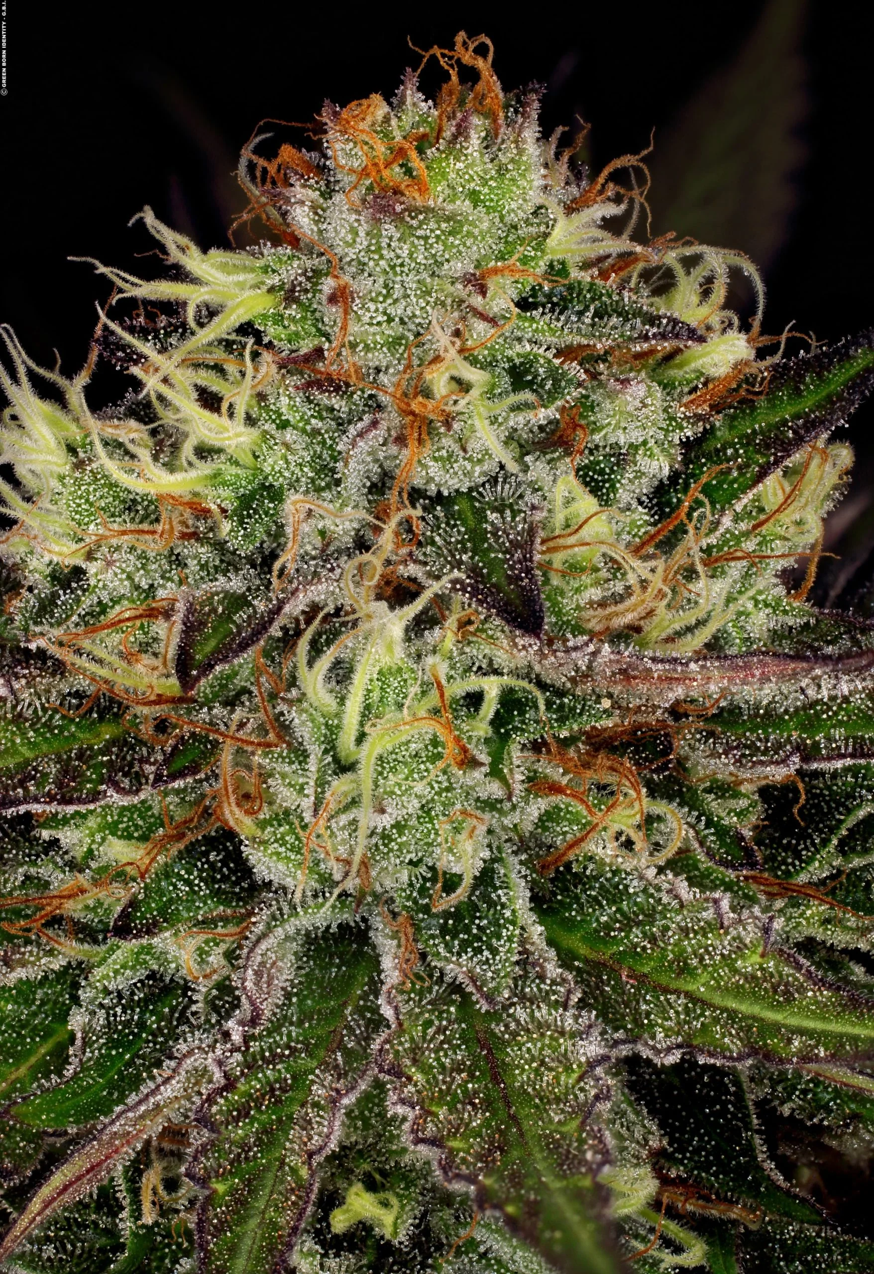 Paradise Seeds Chocolate Wafflez 3 Samen
