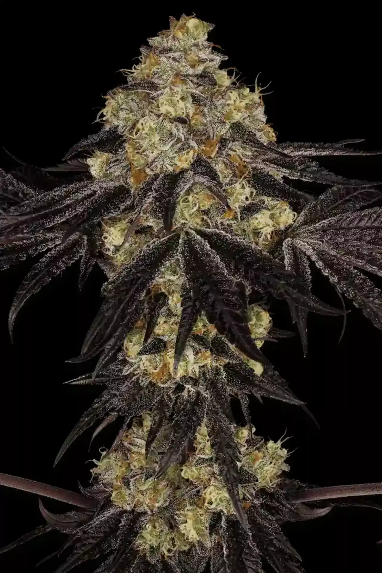 Paradise Seeds Sunset Paradise 5 Samen