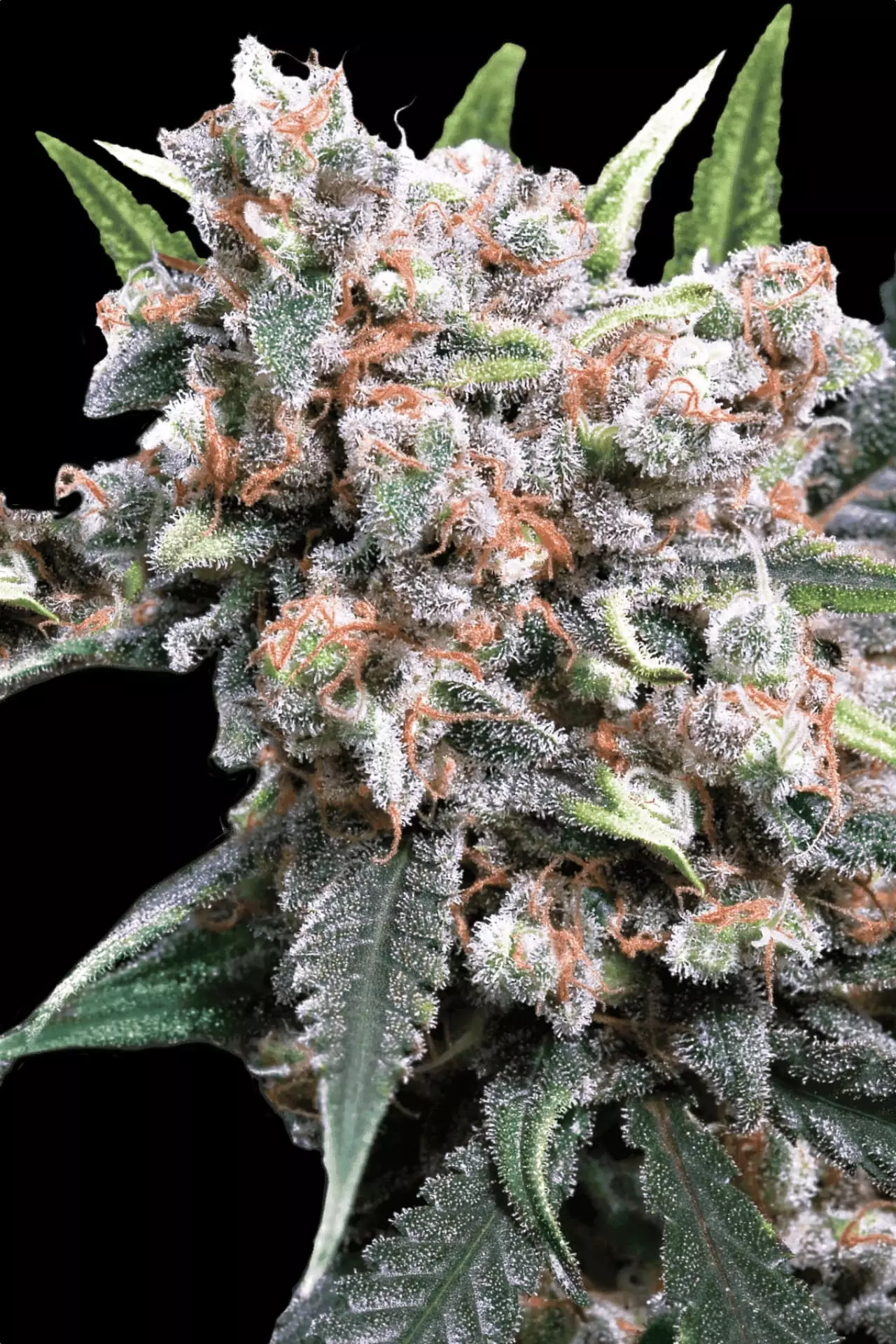 Paradise Seeds Auto Wappa 5 Samen