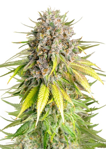 Royal Queen Seeds Punch Pie  1 Samen