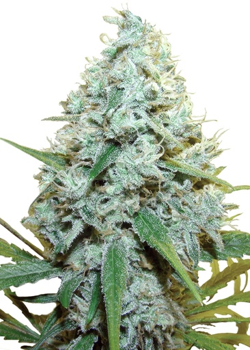 Royal Queen Seeds AMG 1 Samen