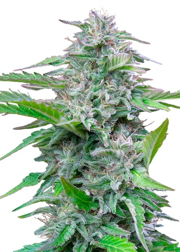 Royal Queen Seeds Critical 1 Samen