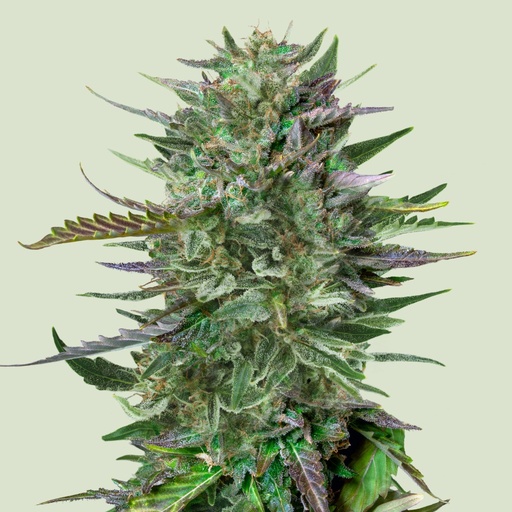 Royal Queen Seeds Do-si-dos 3 Samen
