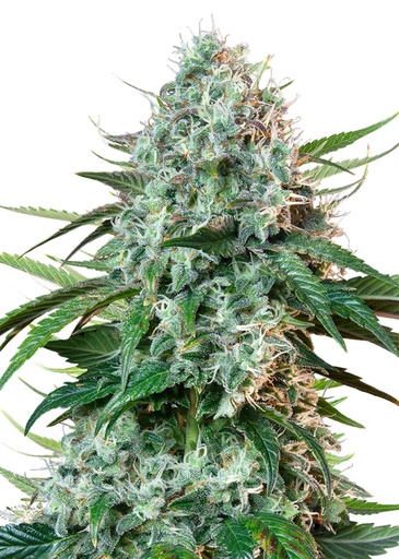 Royal Queen Seeds HulkBerry  1 Samen