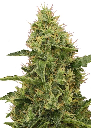 Royal Queen Seeds Northern Light 1 Samen