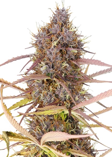 Royal Queen Seeds Purple Queen  3 Samen