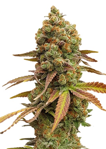 Royal Queen Seeds Special Queen #1 3 Samen