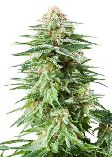 Royal Queen Seeds White Widow 3 Samen