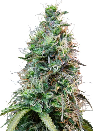 Royal Queen Seeds Amnesia Haze Auto 1 Samen