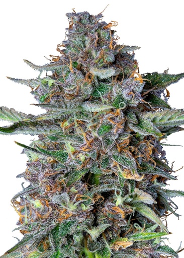 Royal Queen Seeds Do-si-dos Auto 3 Samen
