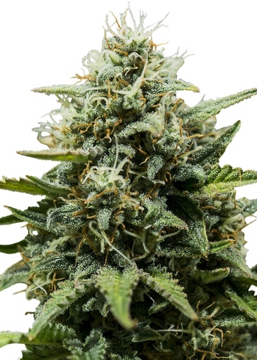 Royal Queen Seeds Fat Banana Auto 1 Samen