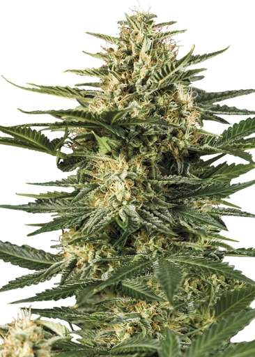 Royal Queen Seeds Green Gelato Auto 1 Samen