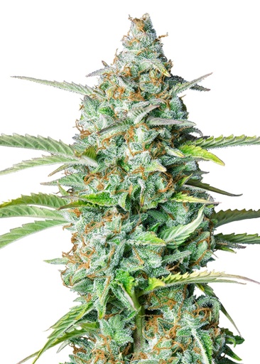 Royal Queen Seeds Northern Light Auto 3 Samen