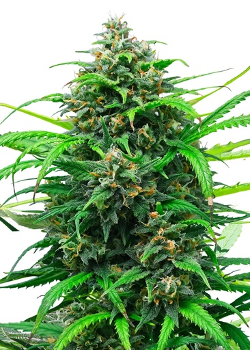 Royal Queen Seeds Pink Runtz Auto  3 Samen