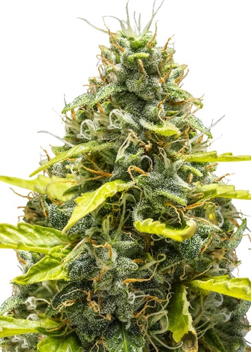 Royal Queen Seeds Royal Runtz Auto 1 Samen