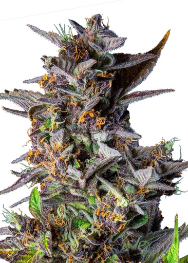 Royal Queen Seeds Watermelon Auto 3 Samen