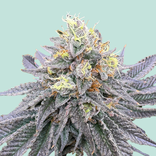 Mainhattan Seeds Mainhattan Auto 3 Samen