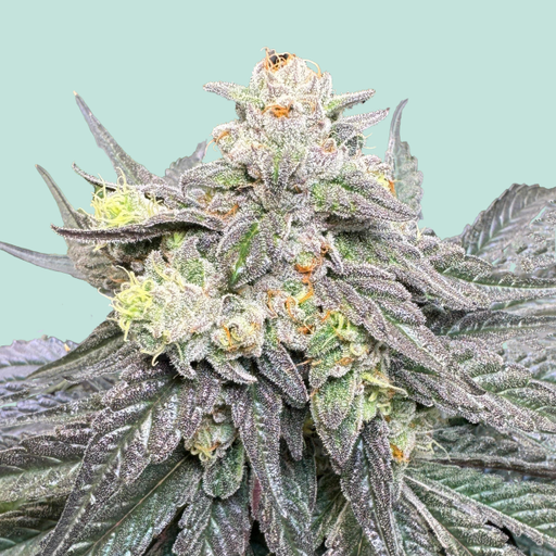 Mainhattan Seeds BHNHFSVRTL 5 Samen