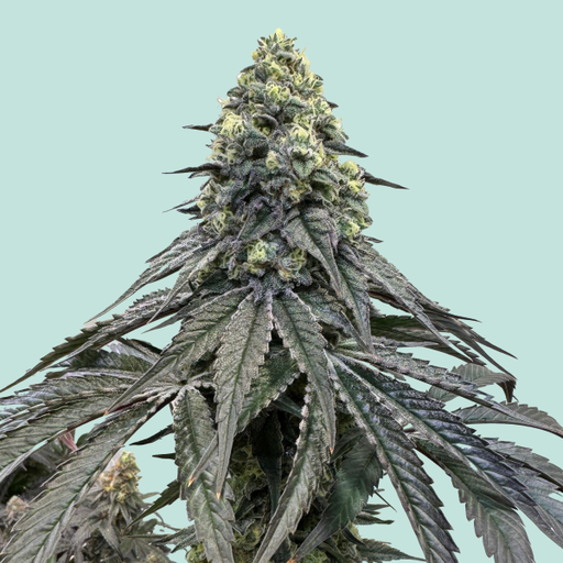 Mainhattan Seeds Adlers Finest 3 Samen