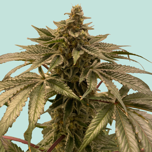 Mainhattan Seeds Frankfurter Hase 5 Samen