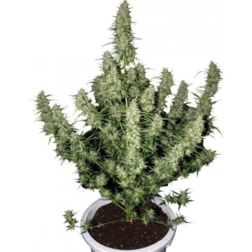 Buddha Seeds Hanfsamen Magnum autoflowering