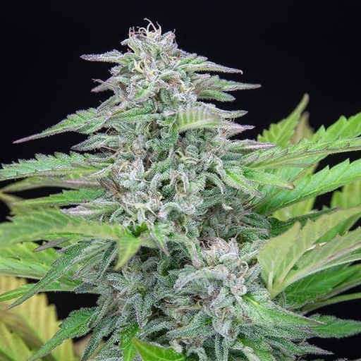 Royal Queen Seeds Hanfsamen Critical feminisiert