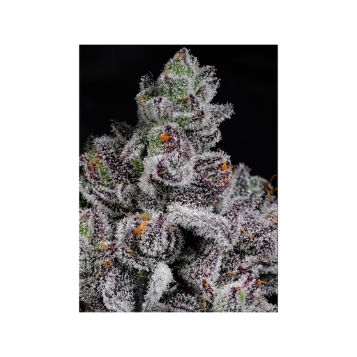 Cipher Genetics Cotton Candy Lobster Fem 3St.