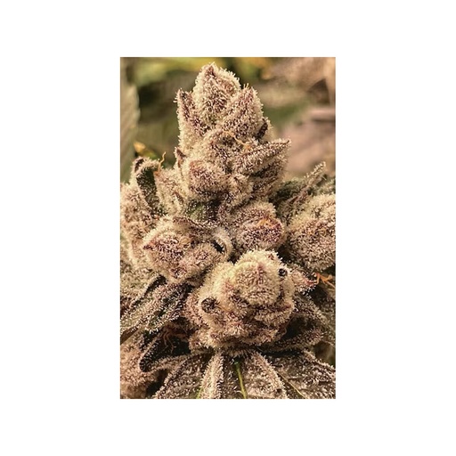 Cipher Genetics BBL Fem 3St.