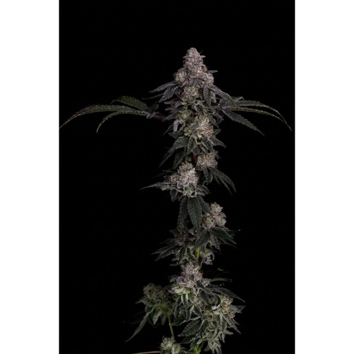 Cipher Genetics Zerrari Fem 3St.