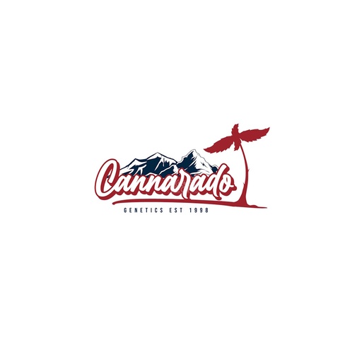 Cannarado Papaya Pound Cake Fem 6St.