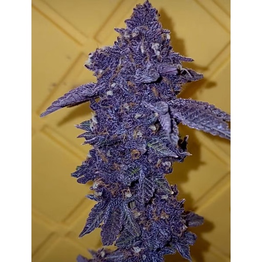 Relentless Speechless Fem 7St.