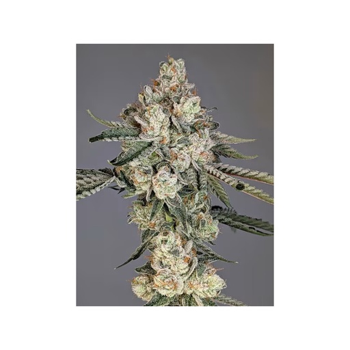 Cipher Genetics Louis Lobster Fem 3St.